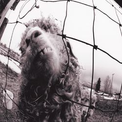Daughter - Pearl Jam