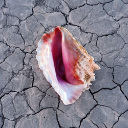 کاور آهنگ Rut از The Killers
